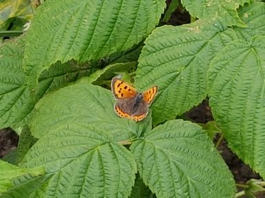 Small Copper Butterfly