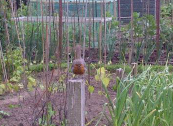 Robin on a post