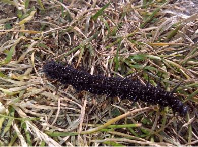 Peacock Caterpillar