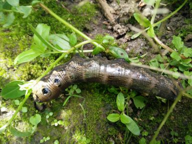 Elephant Hawkmoth Caterpillar