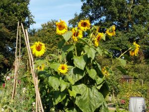 Sunflowers