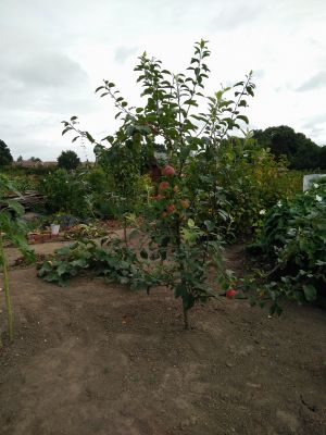 Apple tree