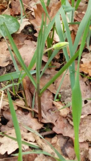 Snakes Head Fritillary