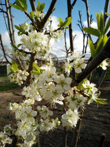 Plum Tree Blossom