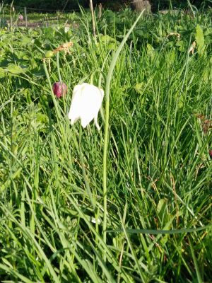 White Snakes Head Fritillary