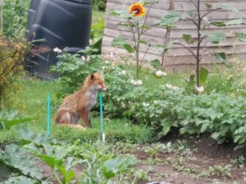 Resident fox