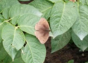 Meadow Brown Butterfly - Male