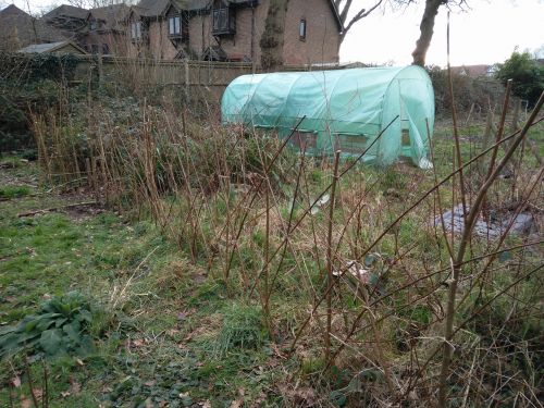 Newly planted willow hedge