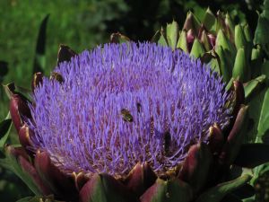 Globe Artichoke Flower