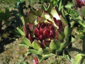 Globe Artichoke Head