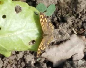 Speckled Wood